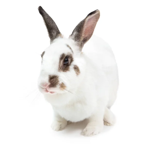 Rabbit white Cute spotted sitting on white isolated looking for food — Stock Photo, Image