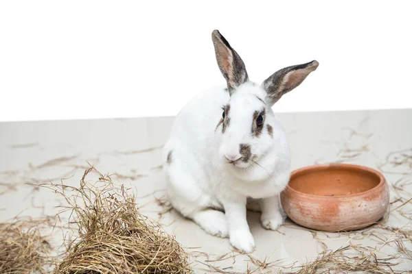 Conejo sentado pangola hierba en el suelo y fondo blanco — Foto de Stock