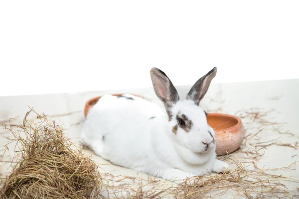 Conejo durmiendo pangola hierba en el suelo y fondo blanco — Foto de Stock