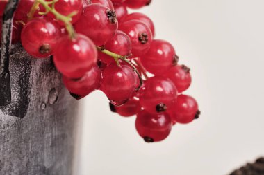 Bahçeden taze frenk üzümü.