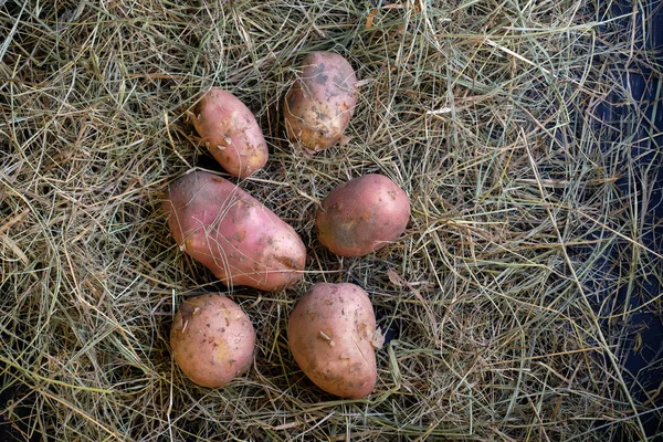 Doğal çiftçi sebzeleri.