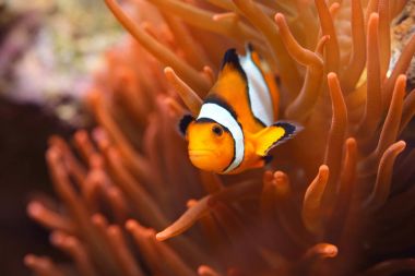 Deniz Akvaryumunda Amphiprion Ocellaris Palyaço Balığı
