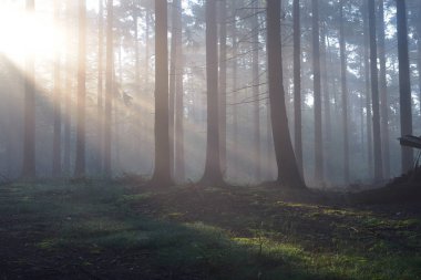 Güneş ışınları bir sisli gizemli ormanda