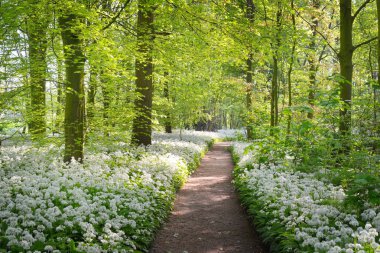 Orman parkına giden yol. Açan yabani sarımsak (Allium ursinum). Stochemhoeve, Leiden, Hollanda. Resimli panoramik bahar sahnesi. Seyahat yerleri, eko-turizm, ekoloji, doğa, mevsimler