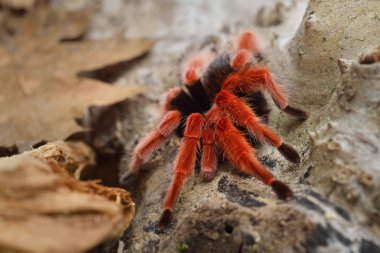 Birdeater tarantula spider Brachypelma smithi