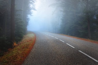 yol karanlık gizemli çam ormanı içinde