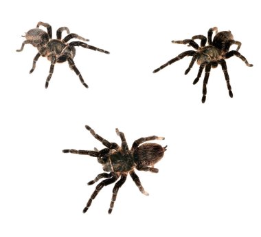 siyah kıvırcık saçlı tarantula Brachypelma albopilosum