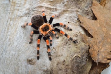 Birdeater tarantula spider Brachypelma smithi