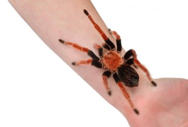 Birdeater tarantula spider Brachypelma boehmei