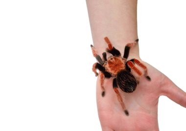 Birdeater tarantula spider Brachypelma boehmei