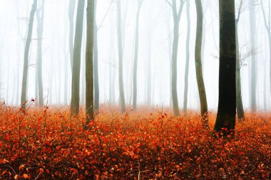Sisli sonbahar Orman ağacı siluetleri ile
