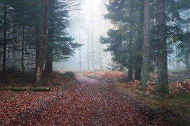 Karanlık ve gizemli çam ormanı bir yol