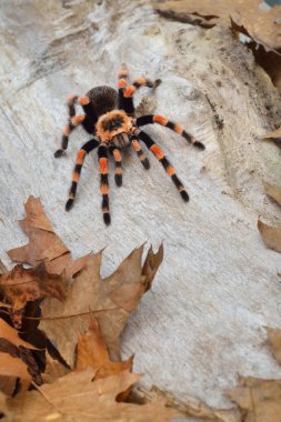Birdeater tarantula spider Brachypelma smithi