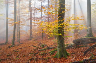 Gizemli sabah sis sonbahar bir ormanda