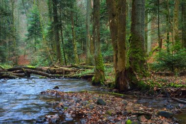Sonbahar bir çam ormanı içinde küçük nehir