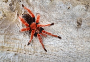 Birdeater tarantula spider Brachypelma smithi