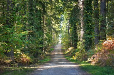 Ormandaki huzurlu yokuş yukarı geçit