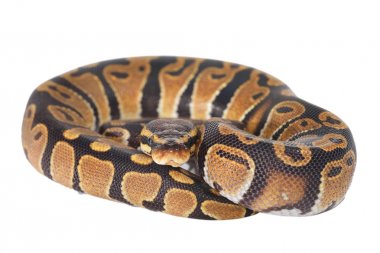 Kraliyet python Python regius 