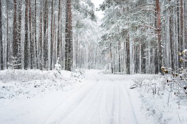 Bir kış orman yolda kar altında kaplı