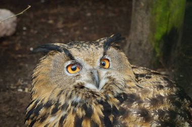 Doğal ortamda Avrasya kartal baykuş