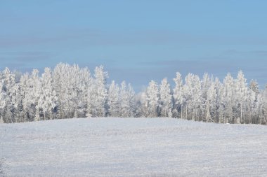 İrtifa alan ormanıyla çevrili