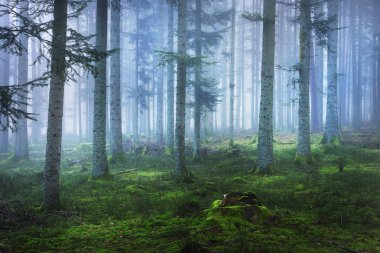 Moss ile karanlık sisli çam ormanı