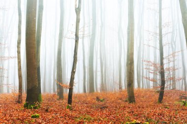 Sisli sonbahar Orman ağacı siluetleri ile