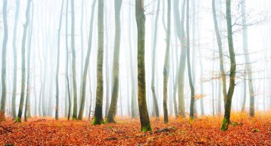 Sisli sonbahar Orman ağacı siluetleri ile