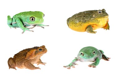 Dört farklı kurbağalar 