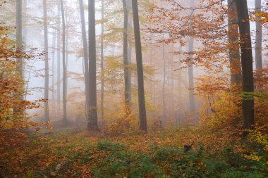 Gizemli sabah sis sonbahar bir ormanda