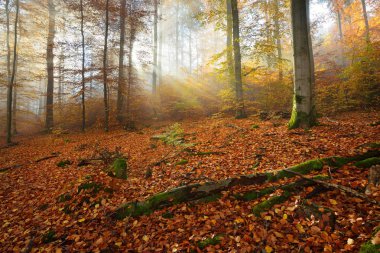 Gizemli sabah sis sonbahar bir ormanda