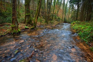 Sonbahar bir çam ormanı içinde küçük nehir