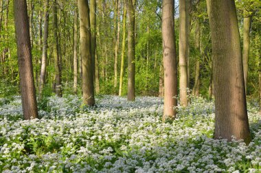 Baharda çiçek açan ile beyaz orman çiçekler