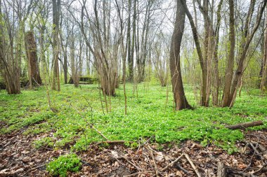 Bahar ormandaki yabani Anemone çiçekler