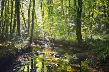 Yeşil yaprak döken orman küçük dere