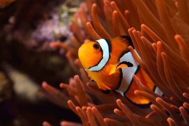 Deniz Akvaryumunda Amphiprion Ocellaris Palyaço Balığı