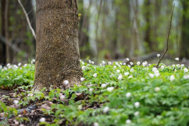 Bahar ormandaki yabani Anemone çiçekler