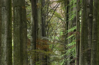 Yeşil bahar kayın ormanında geçit