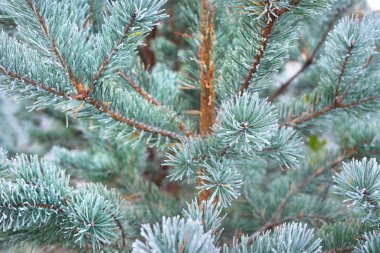 Bitkiler in Rime'ı onlara ile kışın donmuş