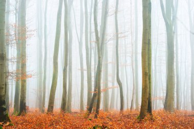 Sisli sonbahar Orman ağacı siluetleri ile