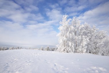 Kırsal kış manzara ile kaplı orman