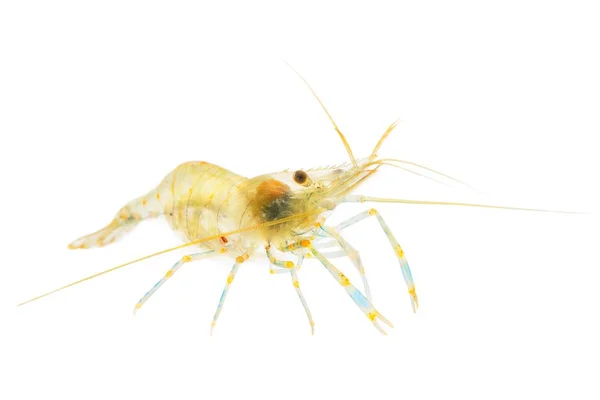 Common baltic shrimp Palaemon adspersus — Stock Photo, Image
