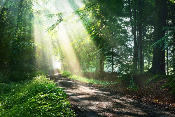 Camino del bosque con rayos de sol — Foto de Stock