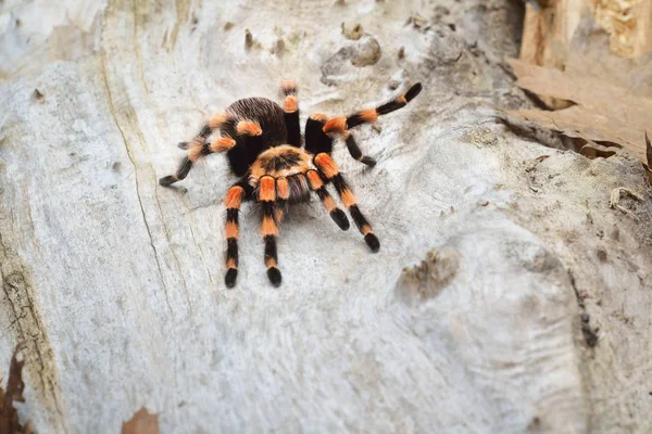 Birdeater tarantula spider Brachypelma smithi — Stock Photo, Image