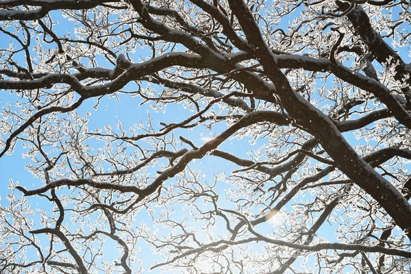 Rami di quercia contro cielo e sole — Foto Stock