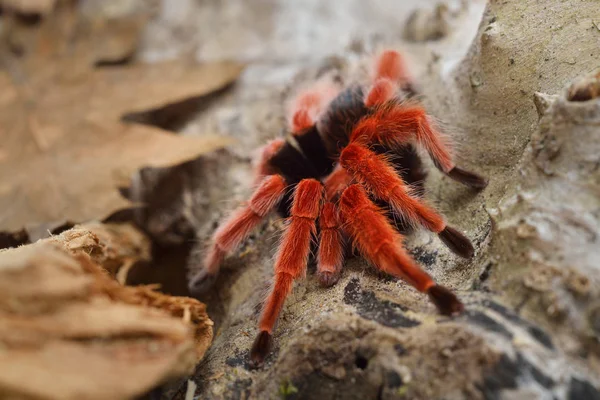 Birdeater tarantula spider Brachypelma smithi — Zdjęcie stockowe