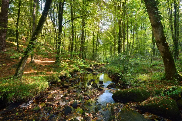 Small stream in a green deciduous forest — Stock Photo, Image