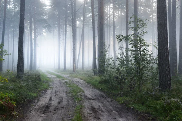 Дорога і туманне схід сонця в листяному лісі — стокове фото