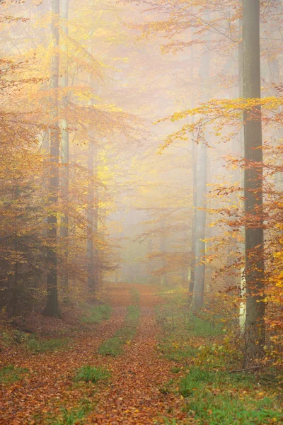 Gizemli sabah sis sonbahar ormandaki