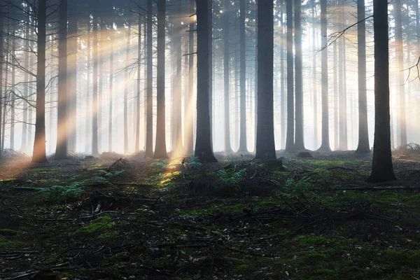Силуети дерев у темному туманному лісі — стокове фото
